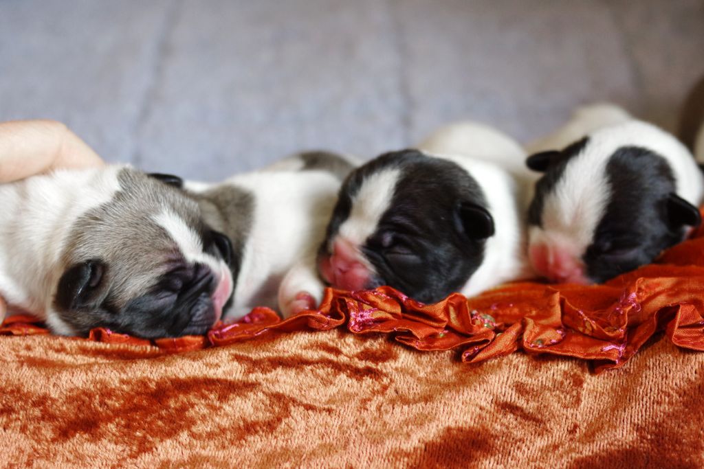 chiot Bouledogue français d'Iskandar