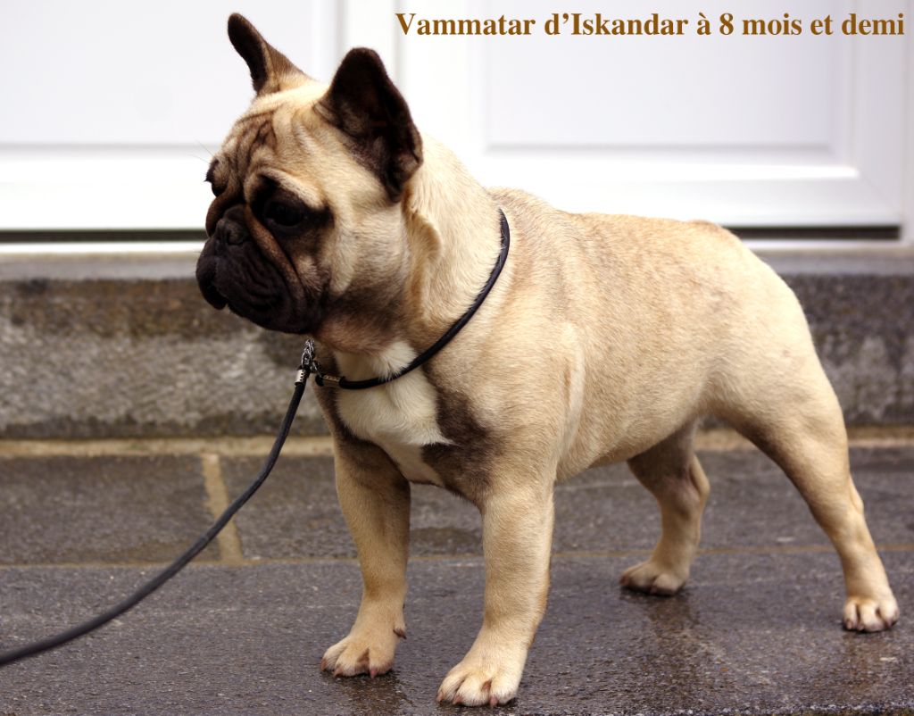 Vammatar d'Iskandar