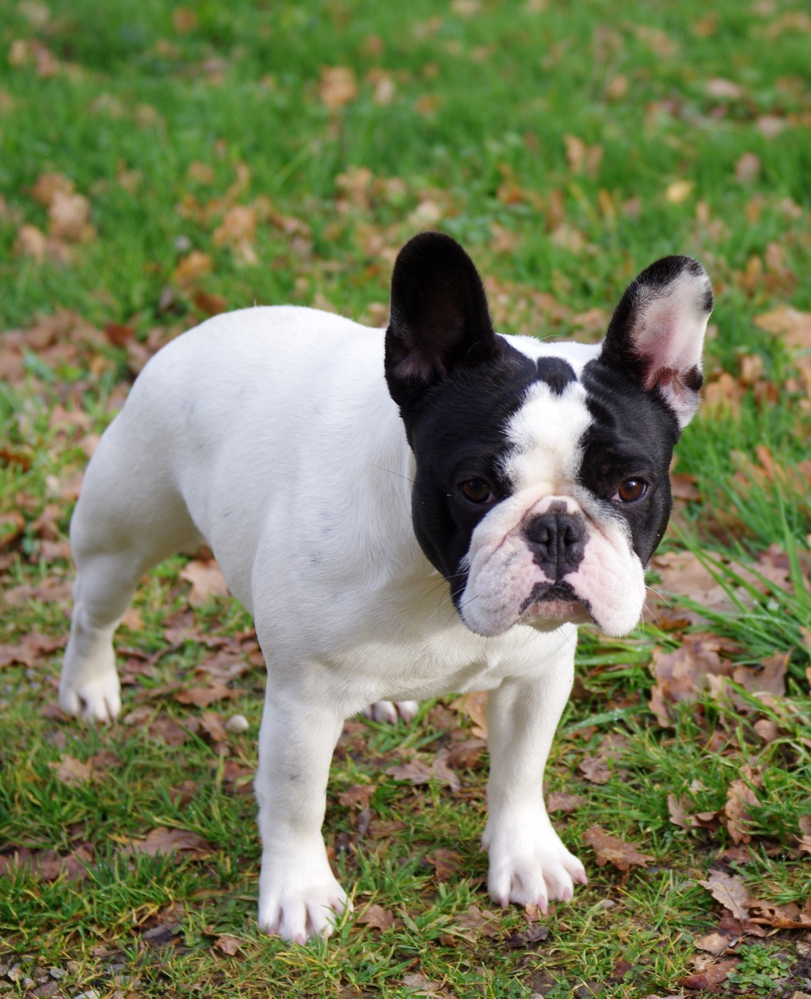 Amaterasu omikami d'Iskandar