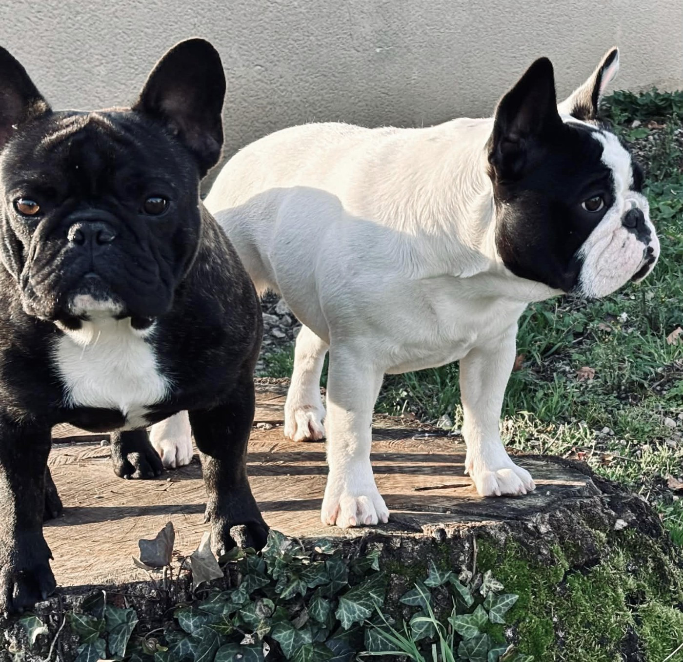 Amaterasu omikami d'Iskandar