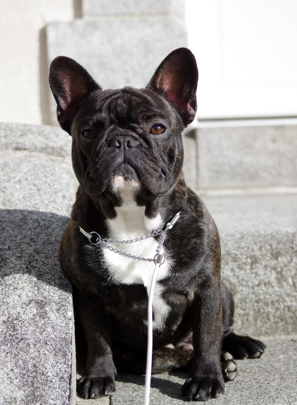 darclee Mancera black anatole