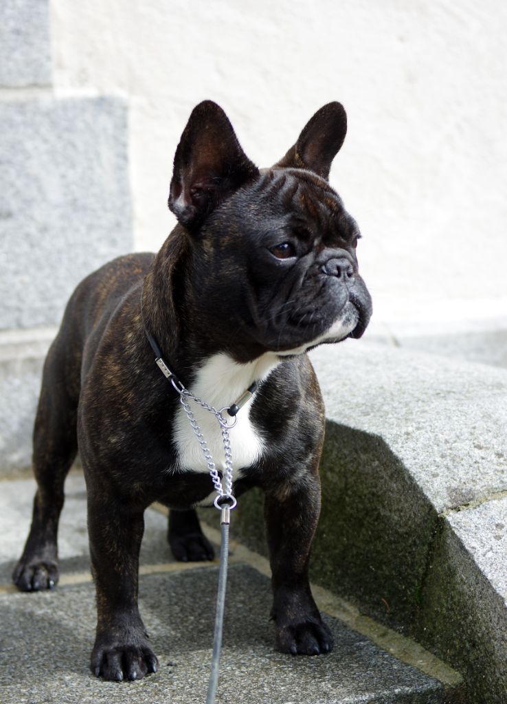 darclee Mancera black  anatole