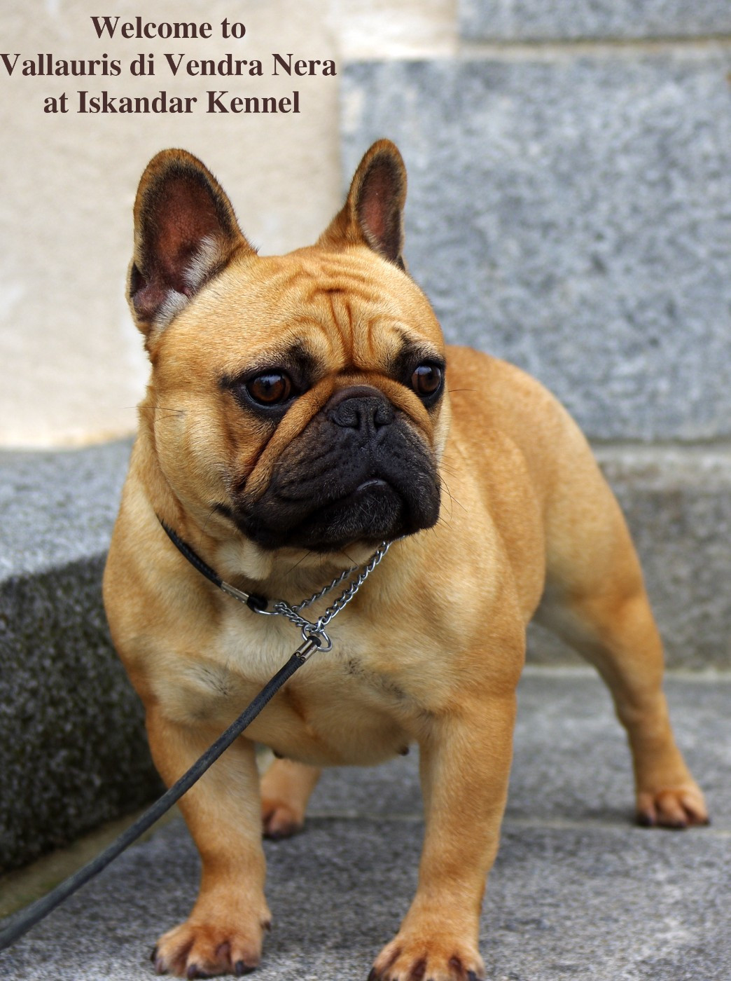 VALLAURIS Di Vendra Nera