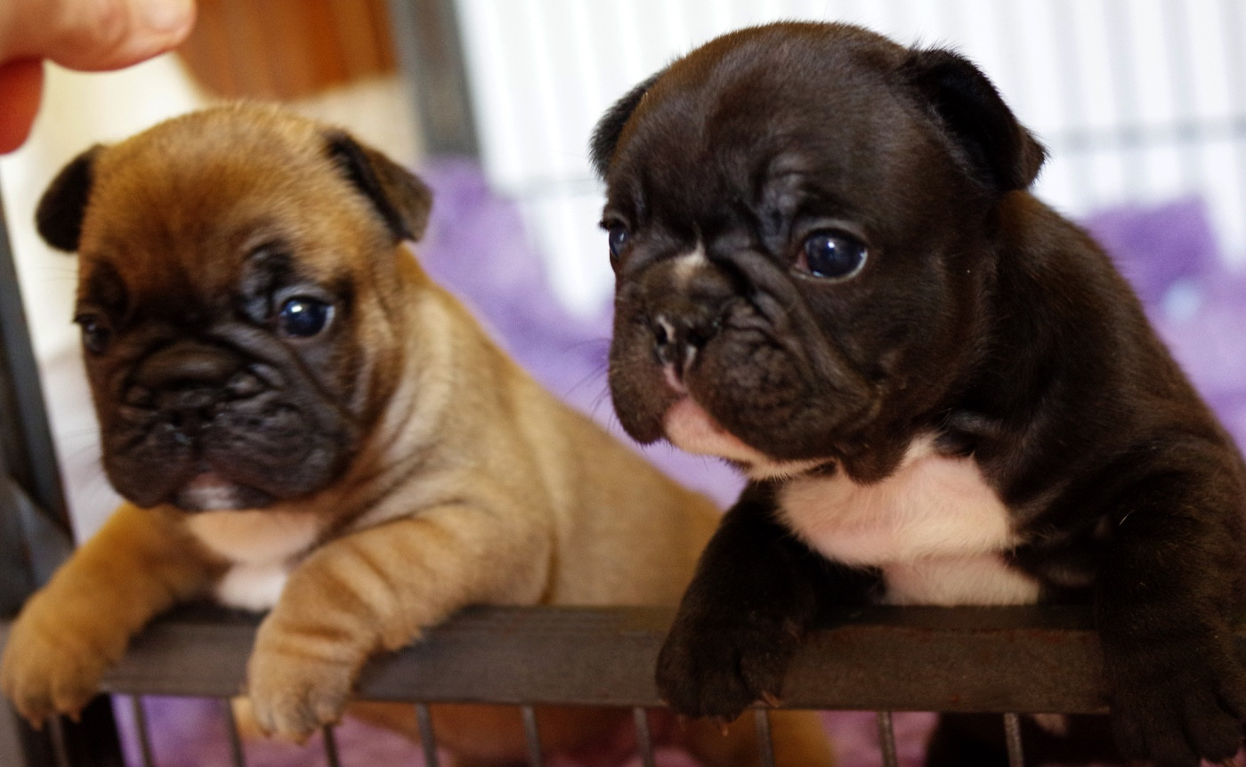 Un chiot bringé sera disponible vers le 8 Septembre.