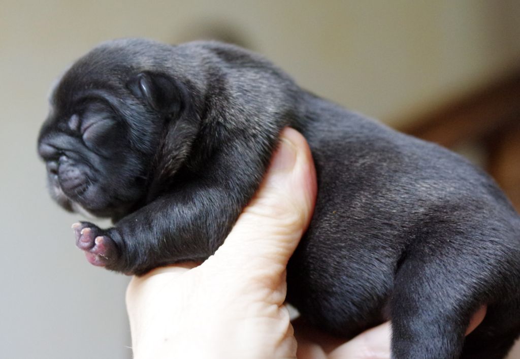 d'Iskandar - Chiots disponibles - Bouledogue français