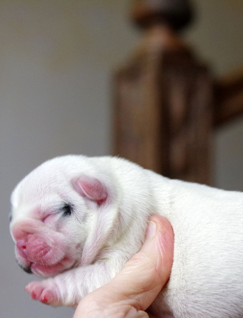 d'Iskandar - Chiots disponibles - Bouledogue français