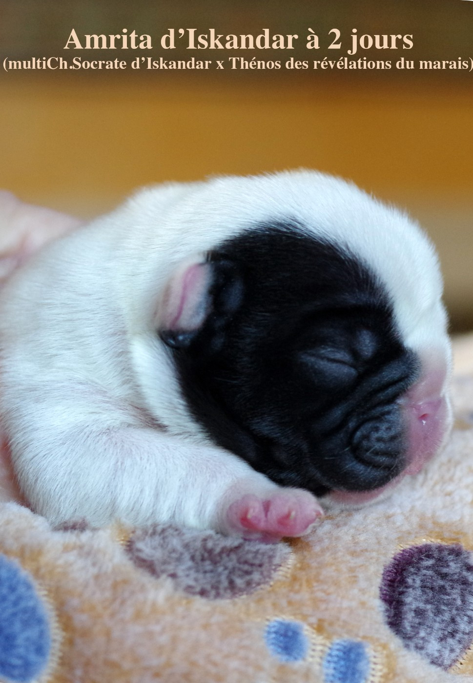 d'Iskandar - Chiots disponibles - Bouledogue français