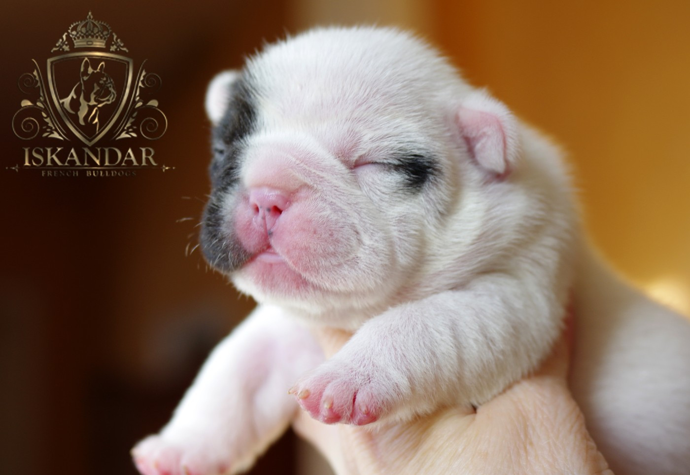 d'Iskandar - Chiots disponibles - Bouledogue français