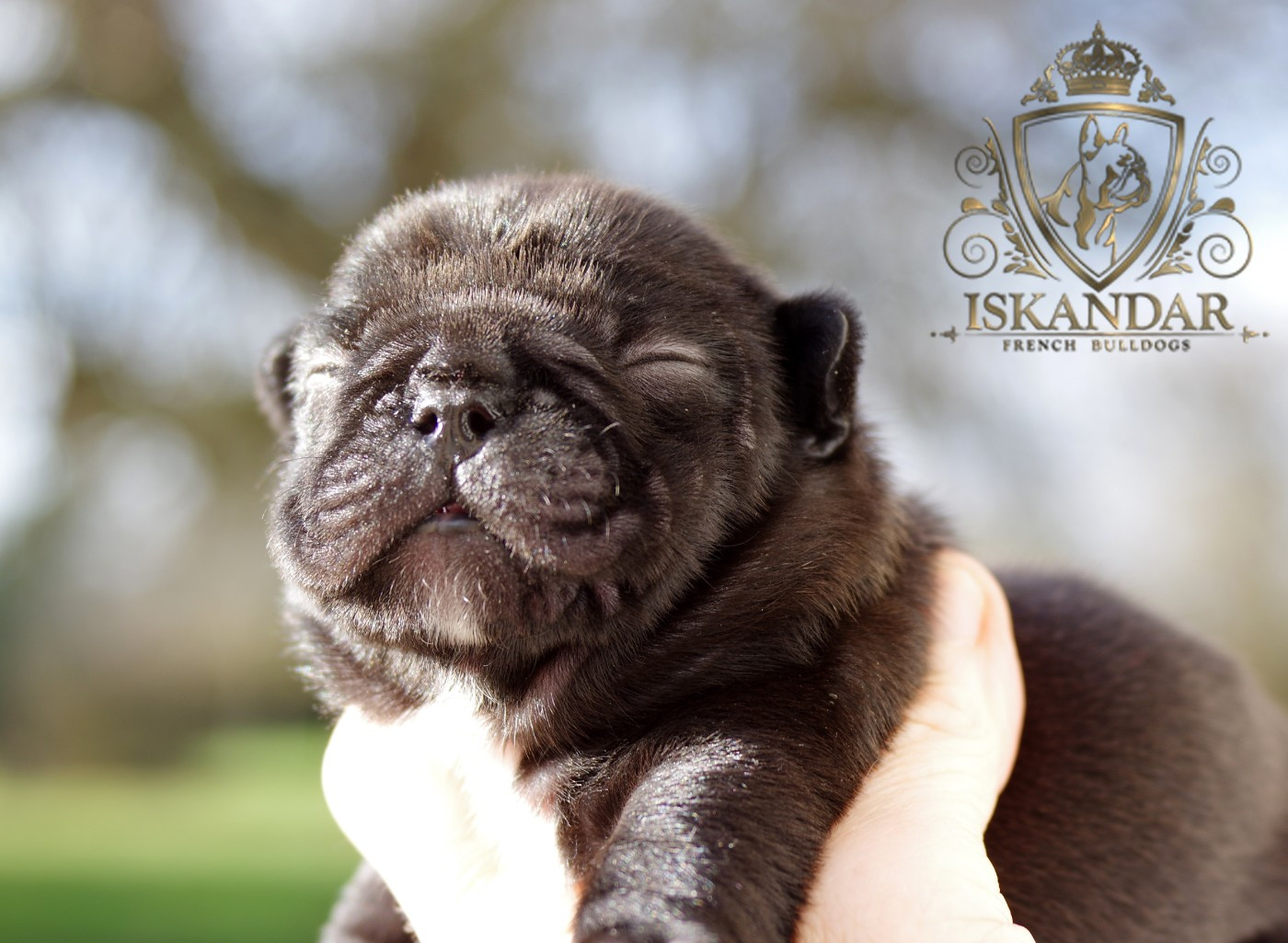 d'Iskandar - Chiots disponibles - Bouledogue français