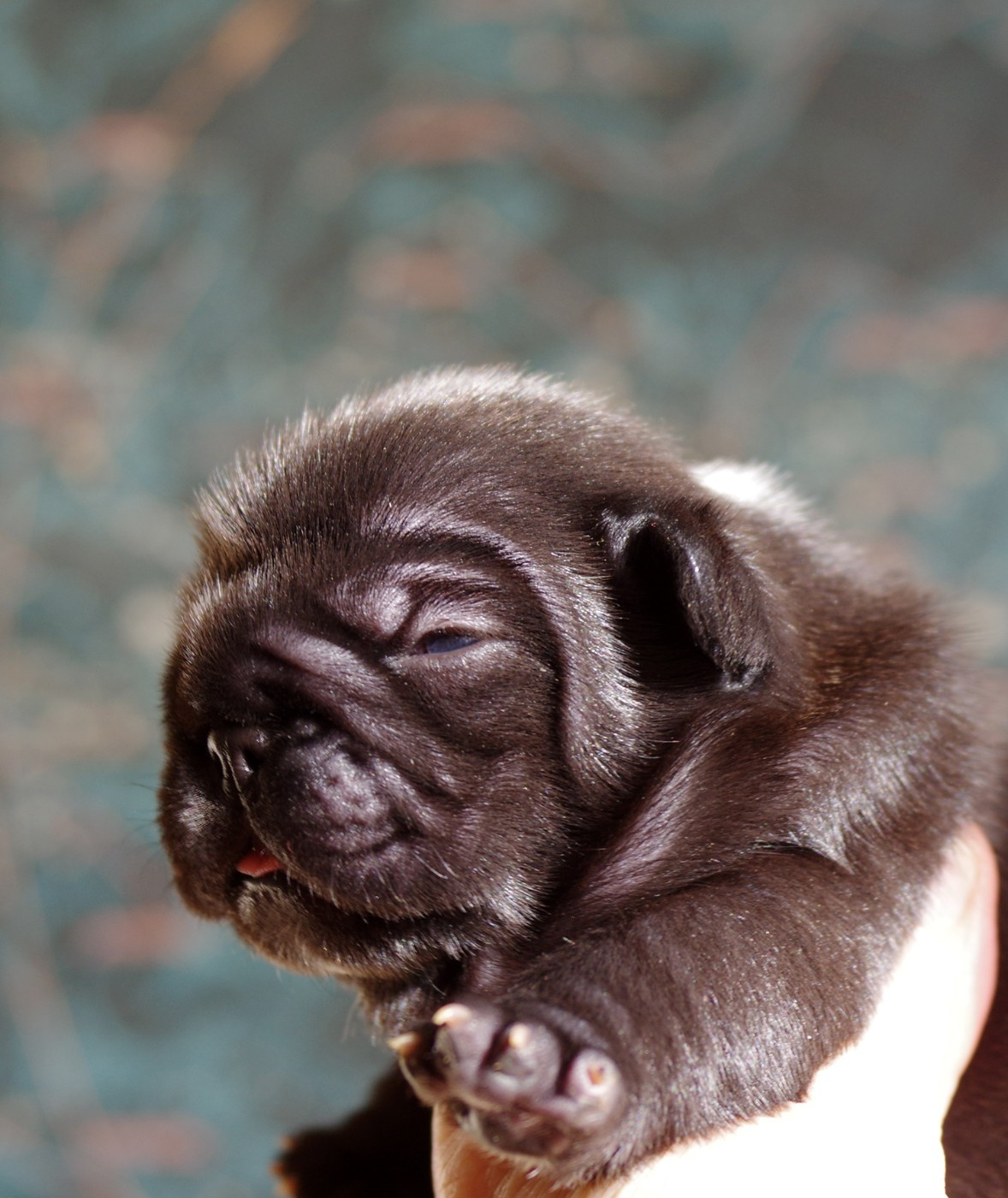 d'Iskandar - Chiots disponibles - Bouledogue français