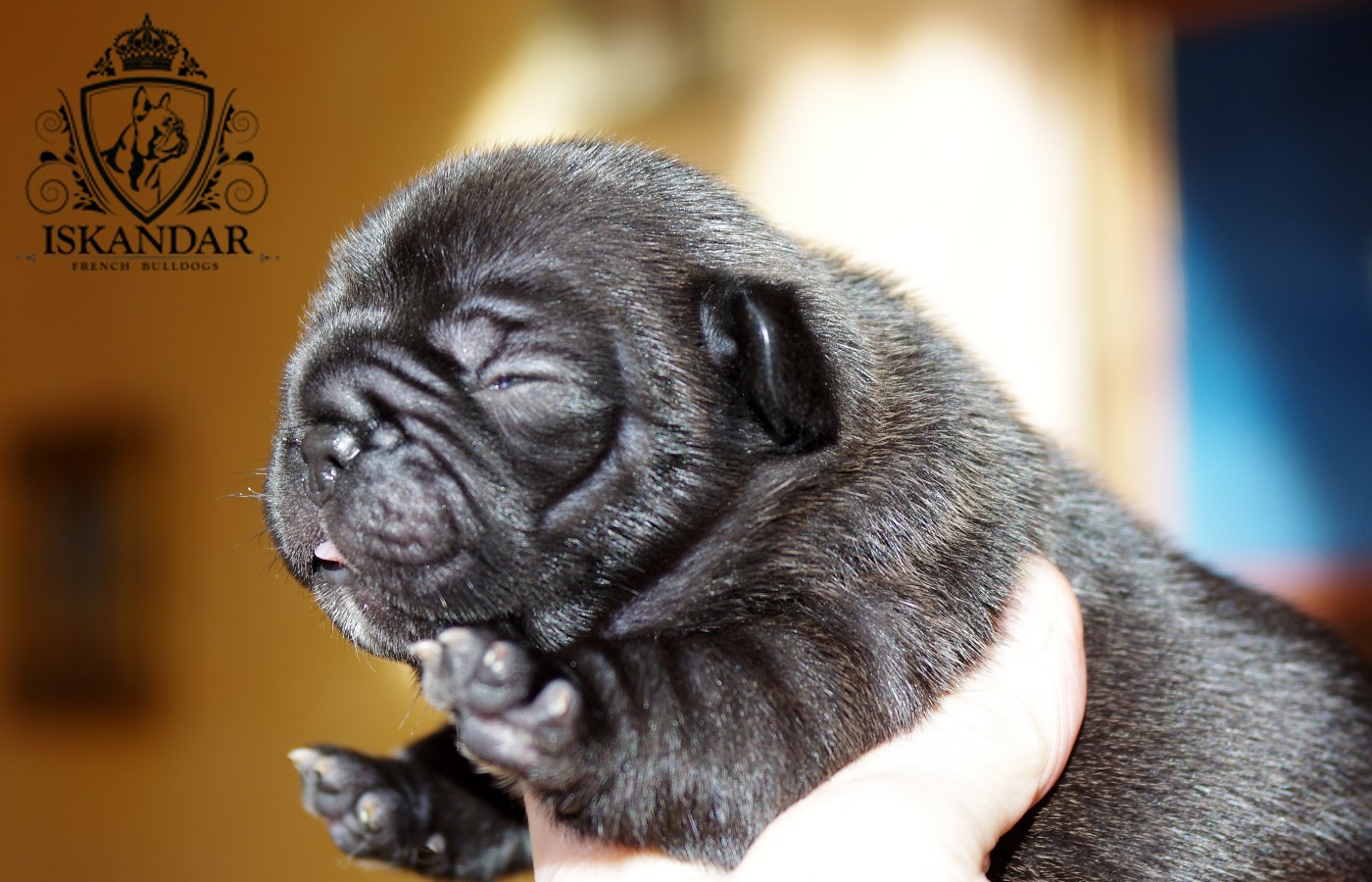 d'Iskandar - Chiots disponibles - Bouledogue français