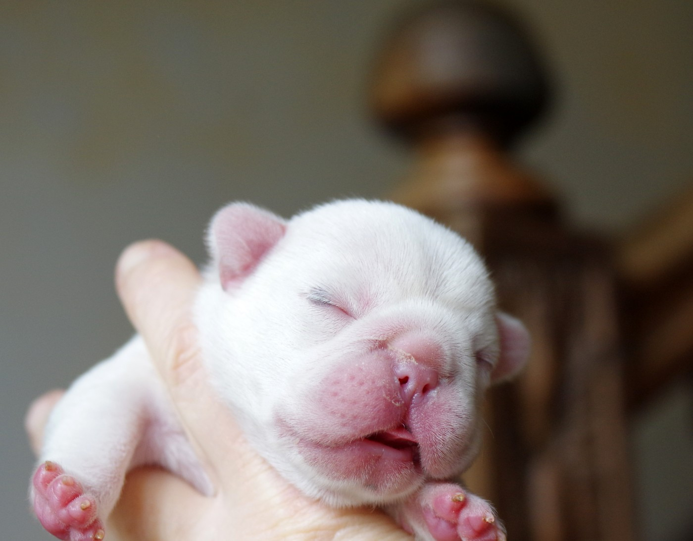 d'Iskandar - Chiots disponibles - Bouledogue français