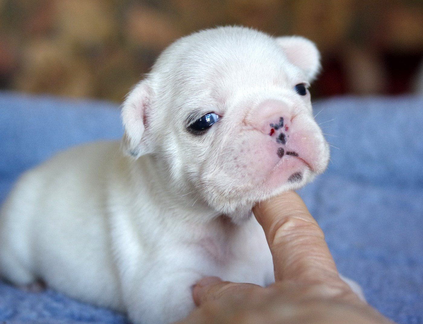 d'Iskandar - Chiots disponibles - Bouledogue français