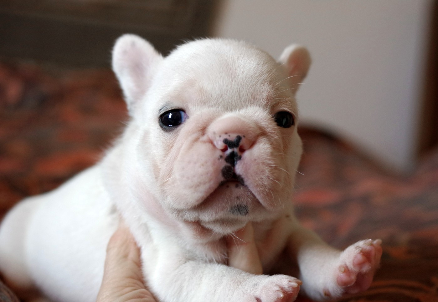 d'Iskandar - Chiots disponibles - Bouledogue français