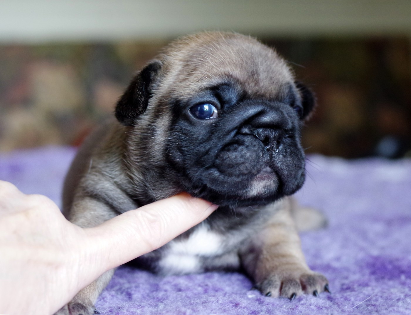 d'Iskandar - Chiots disponibles - Bouledogue français