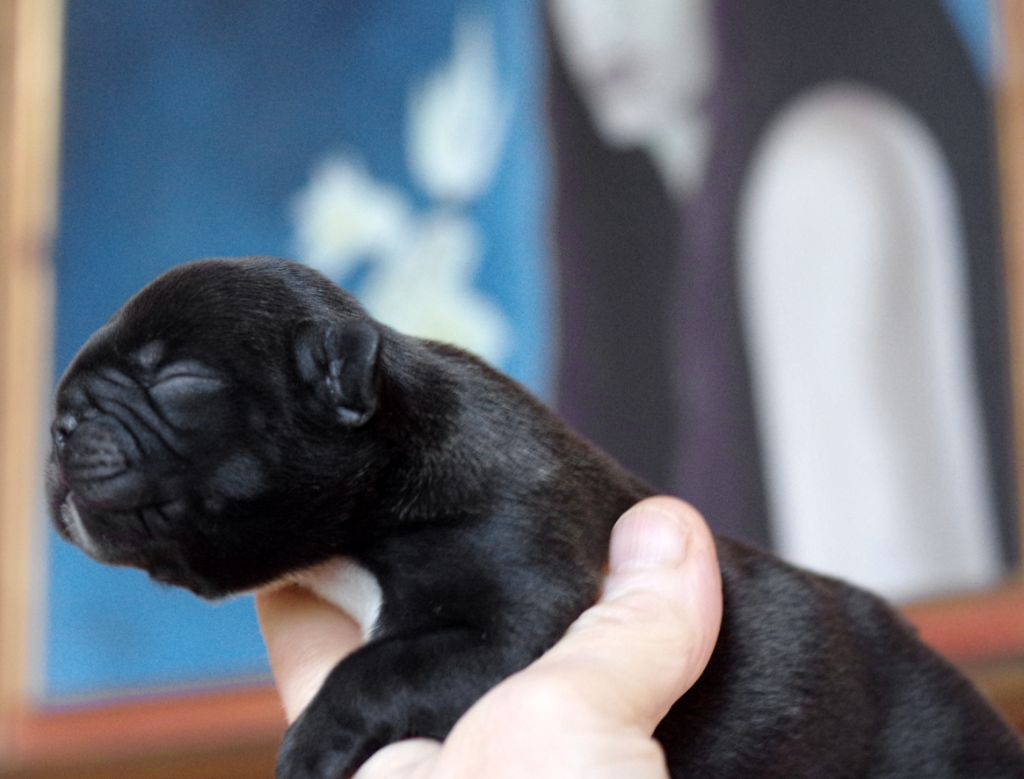 d'Iskandar - Chiots disponibles - Bouledogue français