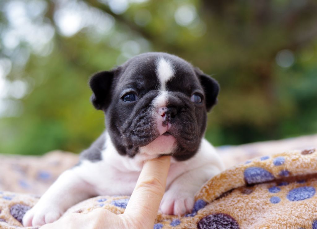 d'Iskandar - Chiots disponibles - Bouledogue français