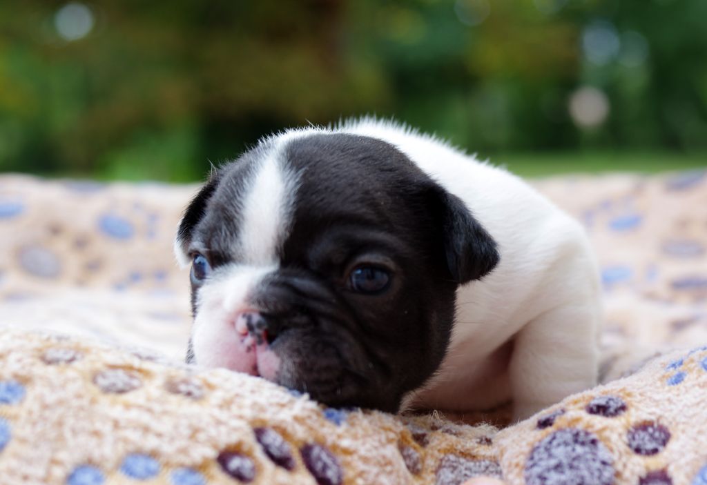 d'Iskandar - Chiots disponibles - Bouledogue français