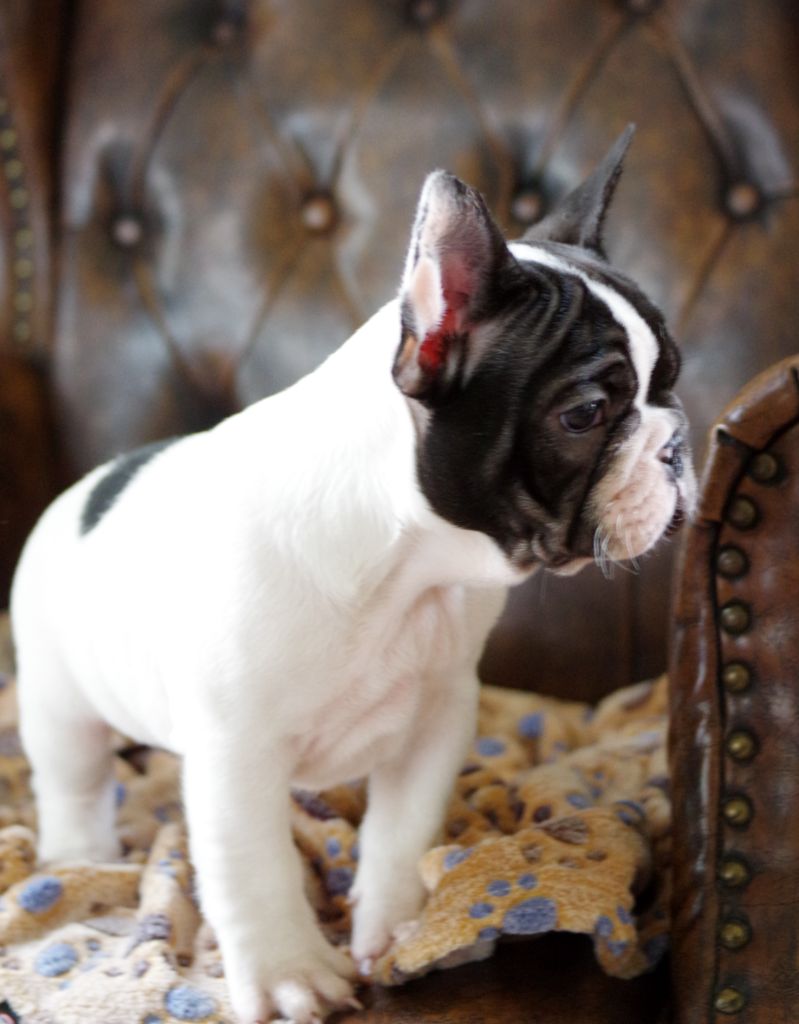 d'Iskandar - Chiots disponibles - Bouledogue français
