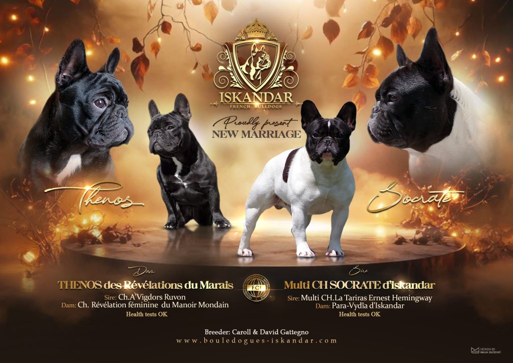 Chiot Bouledogue français d'Iskandar
