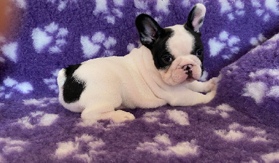 CHIOT