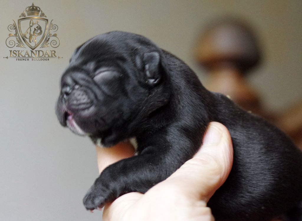 d'Iskandar - Chiots disponibles - Bouledogue français