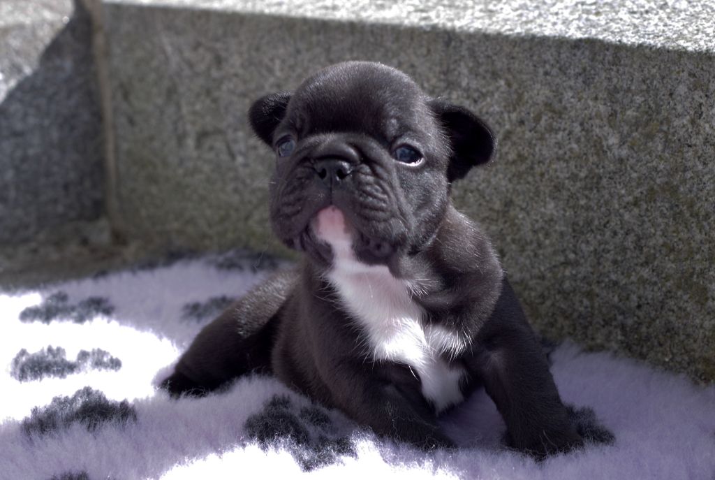 CHIOT