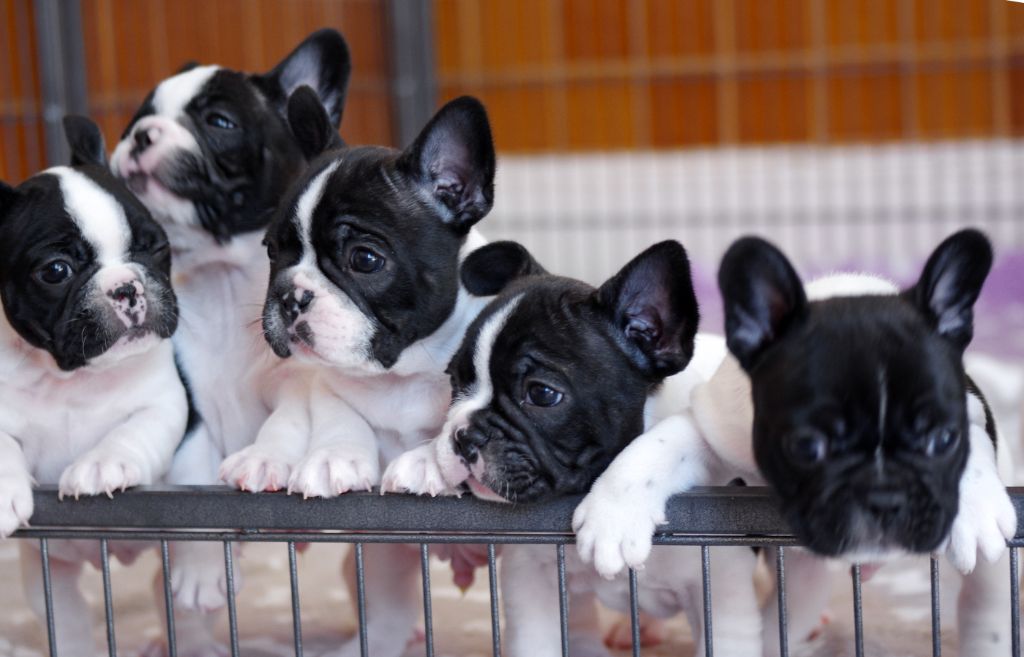 Chiot Bouledogue français d'Iskandar